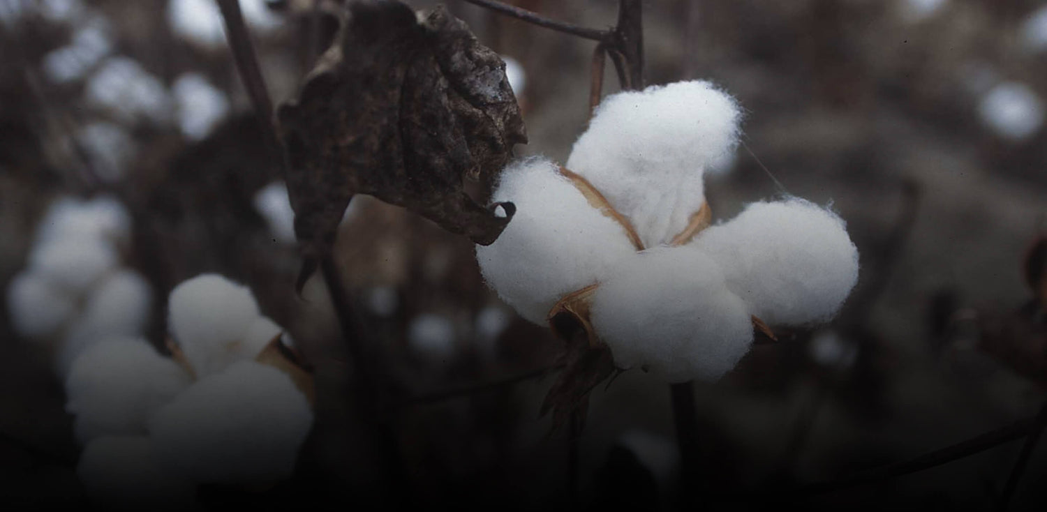 Why Egyptian Cotton Is The Best Material For Bedding