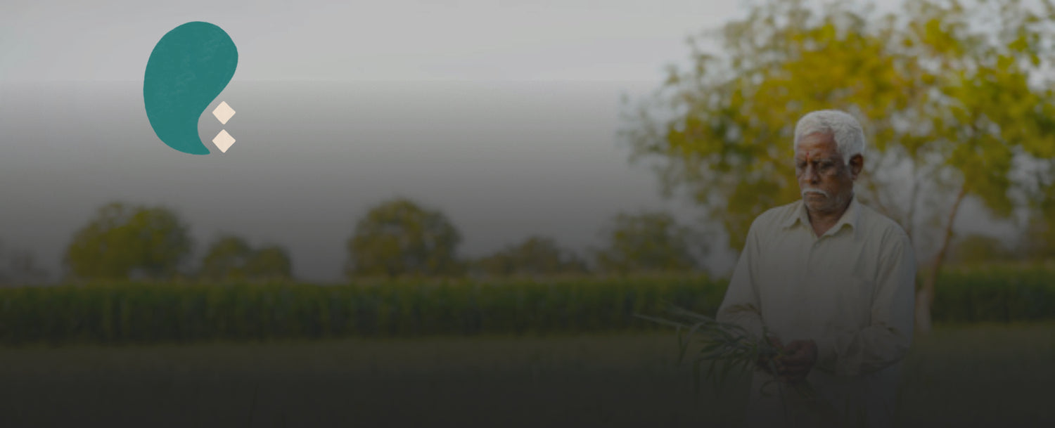 Season of Harvest - What is harvested when & where in India? - Fabriclore