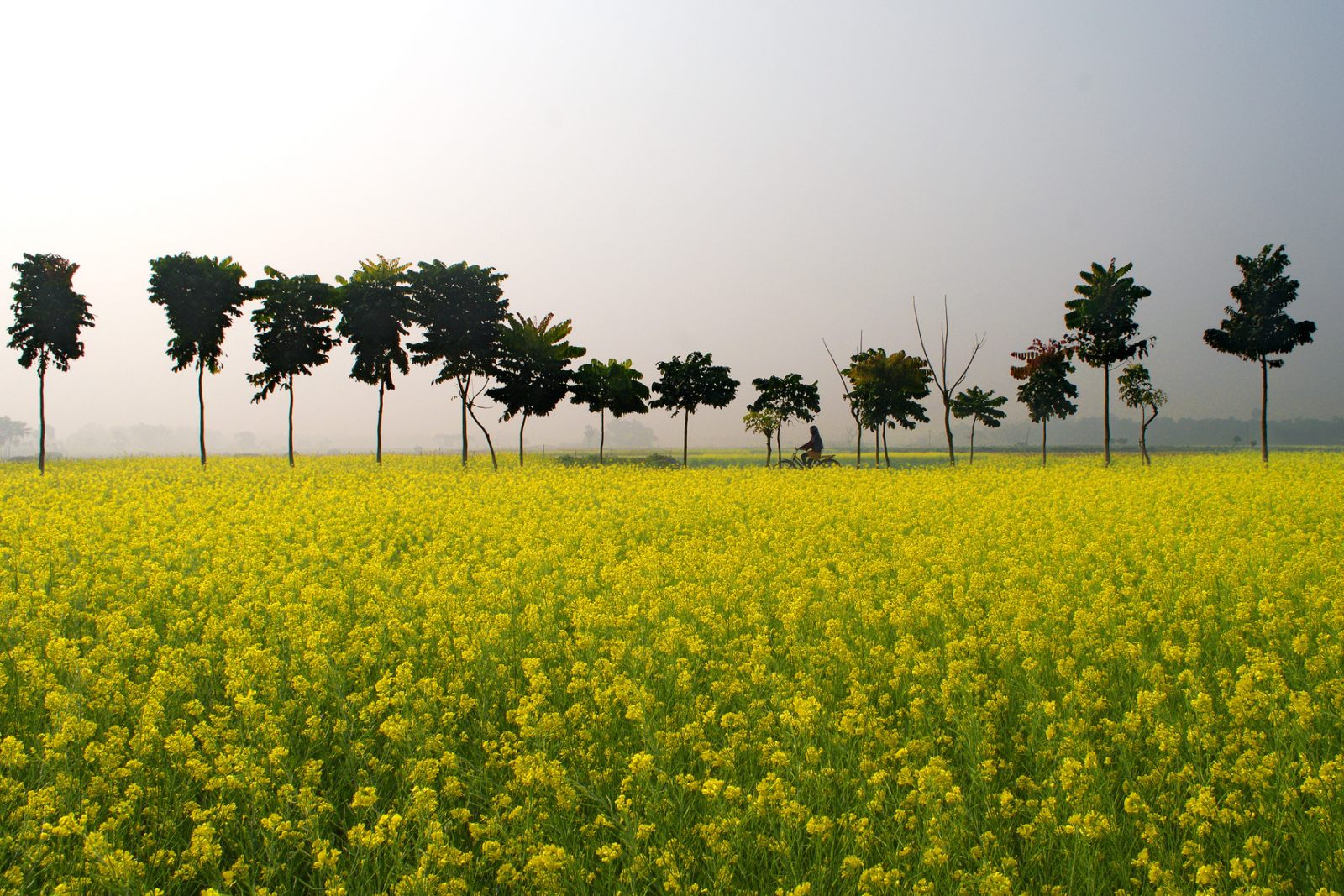 Vasant Panchami: Popular Cultures | Interesting Facts | Food & Fashion Guide - Fabriclore