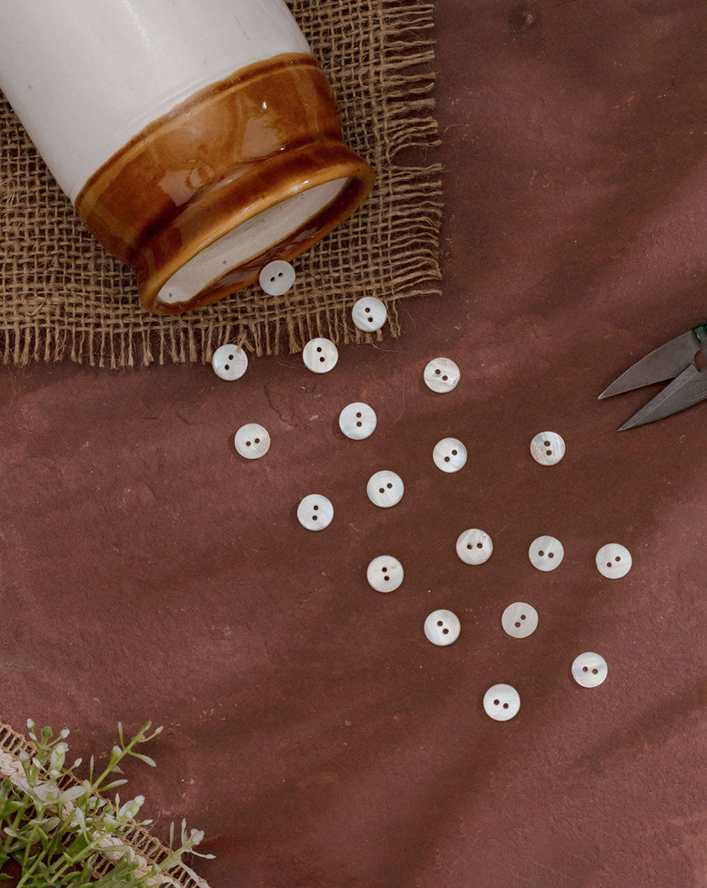 Shell Button ( Set Of 6 ) - Fabriclore.com